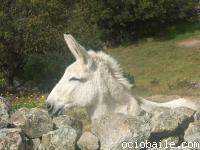 web_198. El burro de Alberto apareci por estos lugares